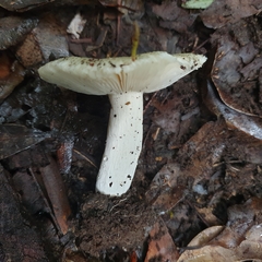 Russula iterika