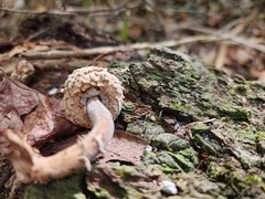 Hypomyces