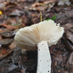 Russula iterika