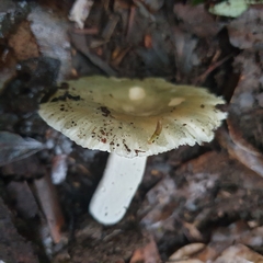 Russula iterika