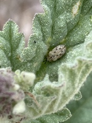 Stenopodius flavidus