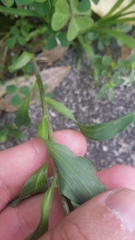 Alstroemeria psittacina