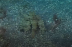 Dactyloptena orientalis