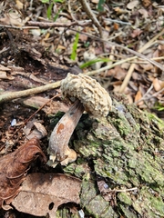 Hypomyces