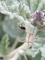 Stenopodius flavidus