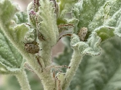 Stenopodius flavidus