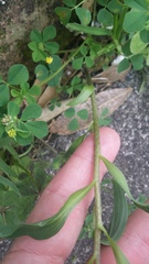 Alstroemeria psittacina