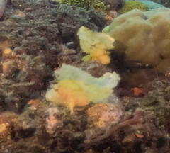 Taenianotus triacanthus