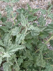 Stenopodius flavidus