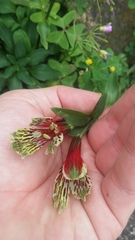 Alstroemeria psittacina