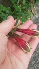 Alstroemeria psittacina