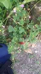 Alstroemeria psittacina