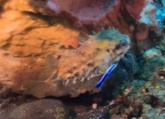 Cyclichthys orbicularis