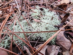 Cladonia subtenuis