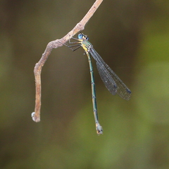 Synlestes selysi