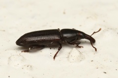 Cossoninae