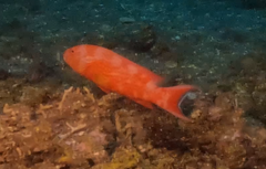 Variola albimarginata