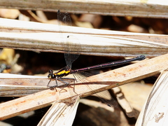 Austroargiolestes chrysoides
