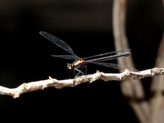 Austroargiolestes chrysoides