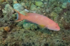 Variola albimarginata