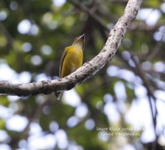 Euphonia hirundinacea