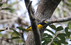 Euphonia