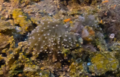 Euphyllia glabrescens