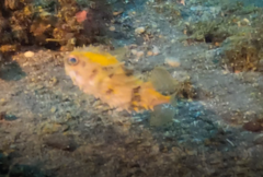 Cyclichthys orbicularis