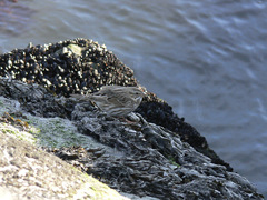 Passerculus sandwichensis princeps