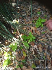 Haloragis masafuerana