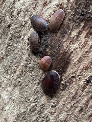 Opisthoplatia orientalis