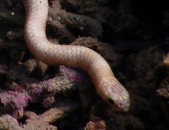 Emydocephalus annulatus