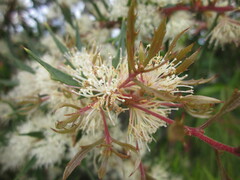 Hakea linearis