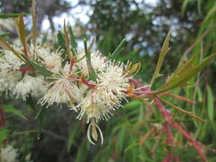 Hakea linearis