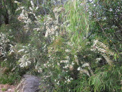 Hakea linearis