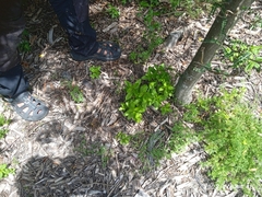 Haloragis masafuerana