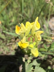 Scutellaria orientalis