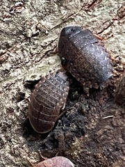 Opisthoplatia orientalis