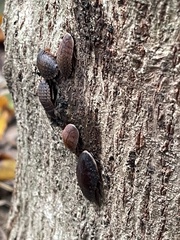 Opisthoplatia orientalis