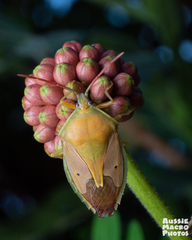 Agapophyta bipunctata