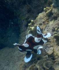 Plectorhinchus chaetodonoides