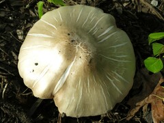 Pluteus petasatus