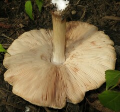Pluteus petasatus