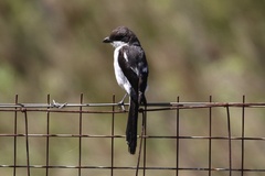 Lanius collaris collaris