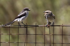 Lanius collaris collaris