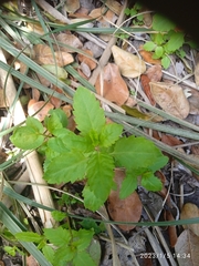 Haloragis masafuerana