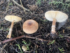 Leucoagaricus cupresseus