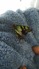 Graphium macleayanus