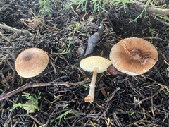 Leucoagaricus cupresseus