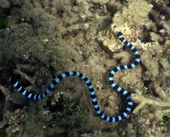 Laticauda laticaudata